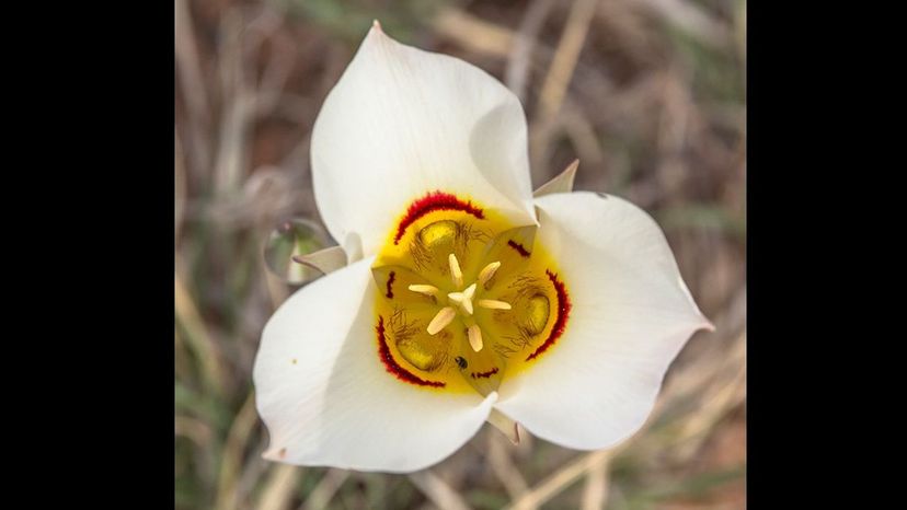 Sego lily