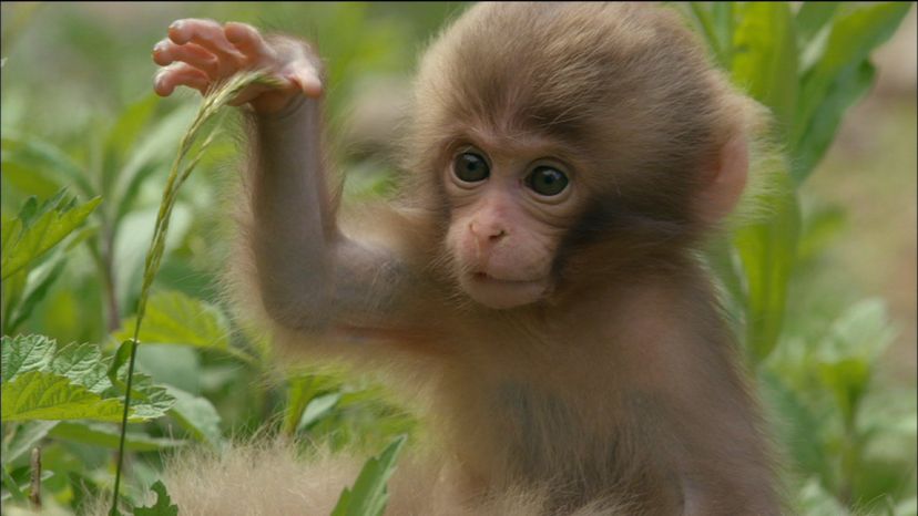 Baby Monkey