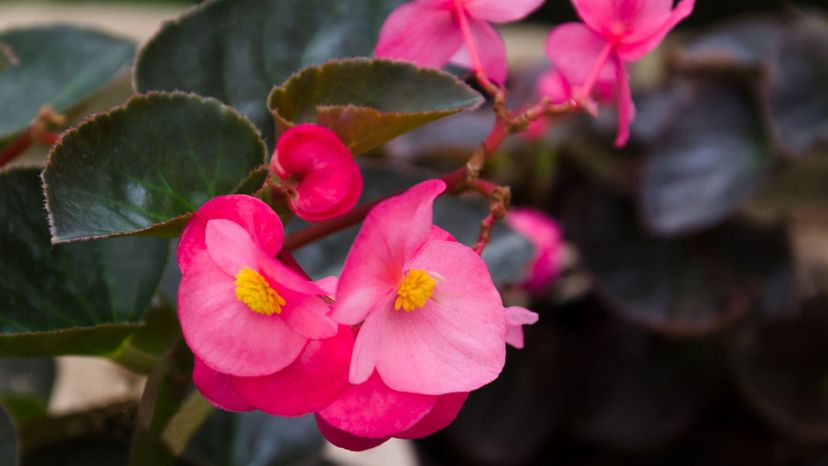 19 Begonia GettyImages-956227526