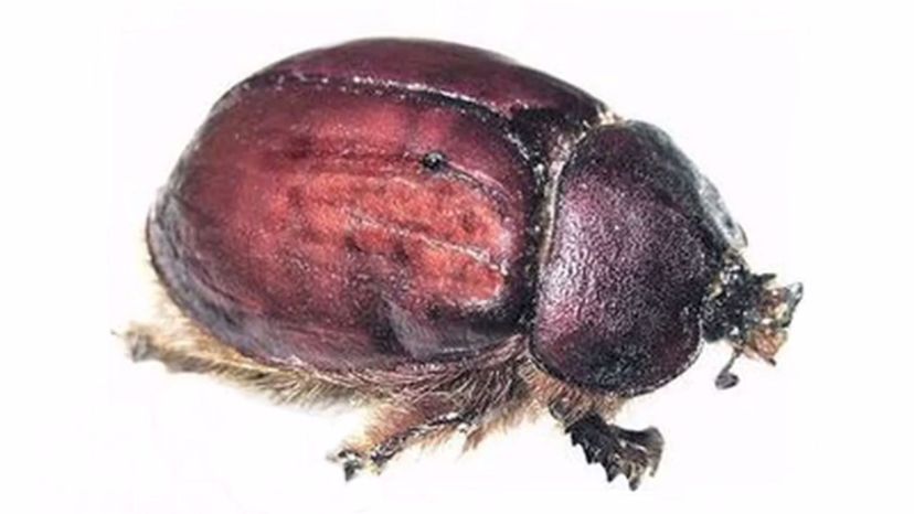 Cochineal Beetle