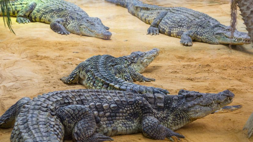 Nile Crocodile