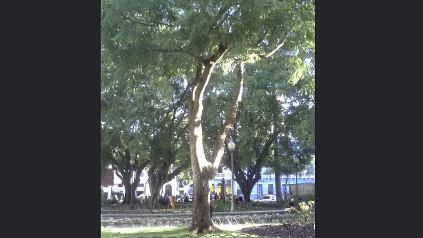 Brazilwood tree