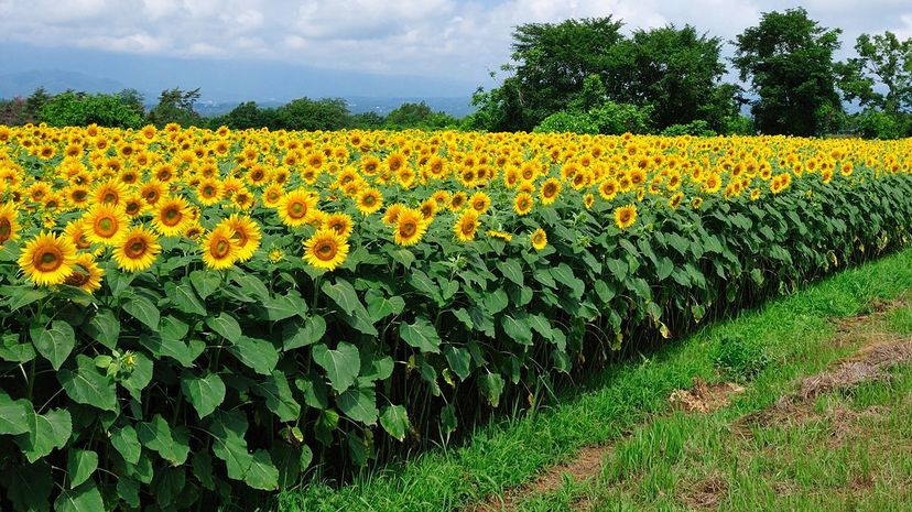 26 sunflower field