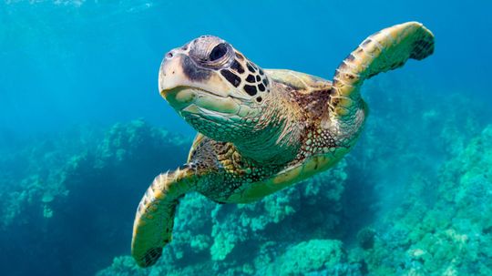 Which Sea Creature Are You?