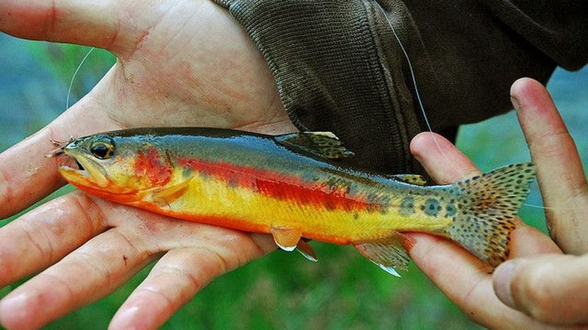 Golden Trout