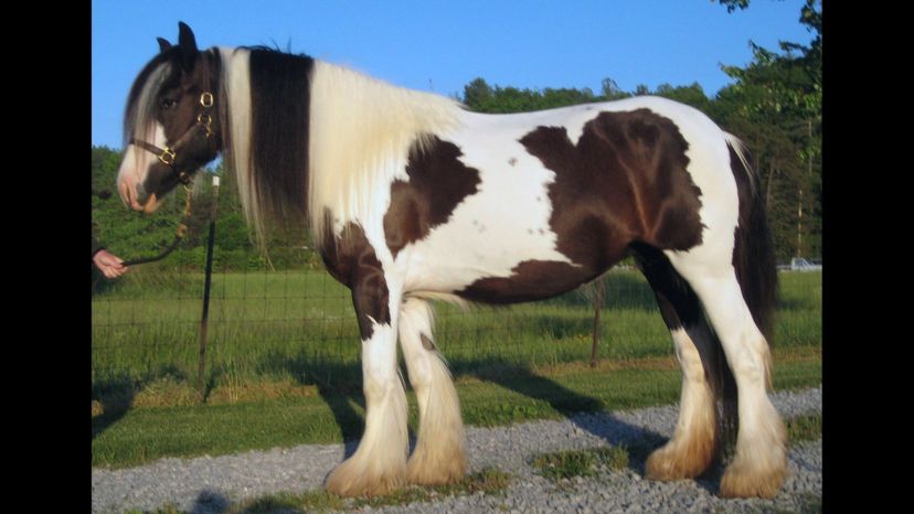 Gypsy Horse