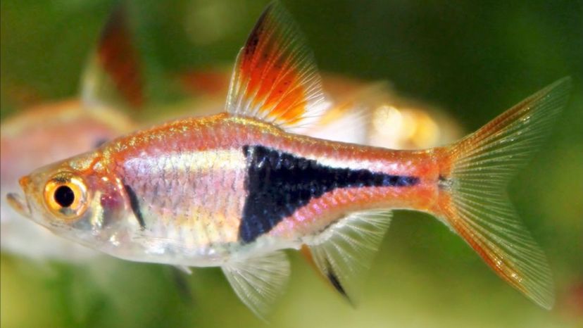 Harlequin Rasbora