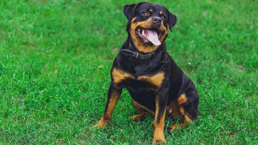 Rottweiler