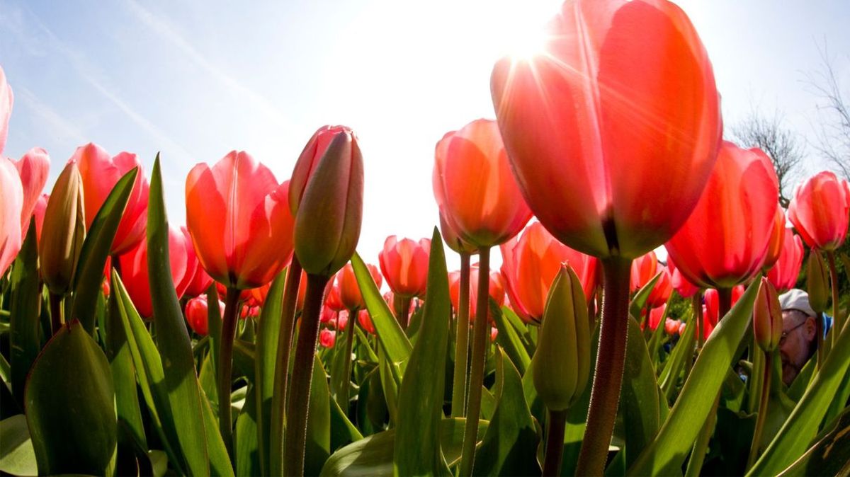 Can You Identify These These Spring Flowers From an Image? | HowStuffWorks