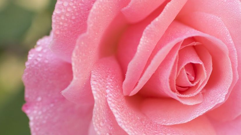98% of people can't guess these 50 flower types from just one image. Can you?