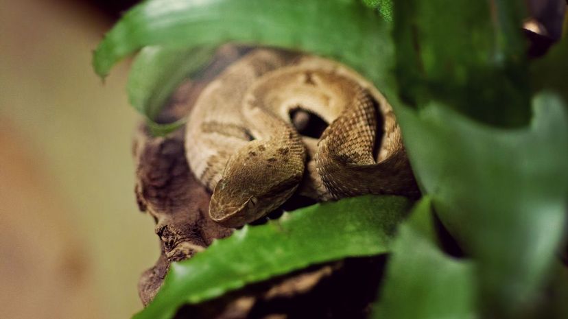 Golden lancehead