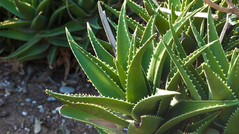 Aloe Vera