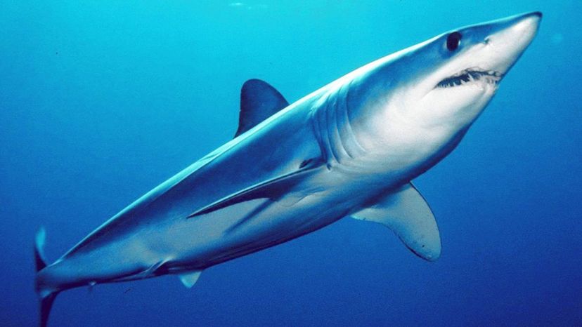 Mako Shark