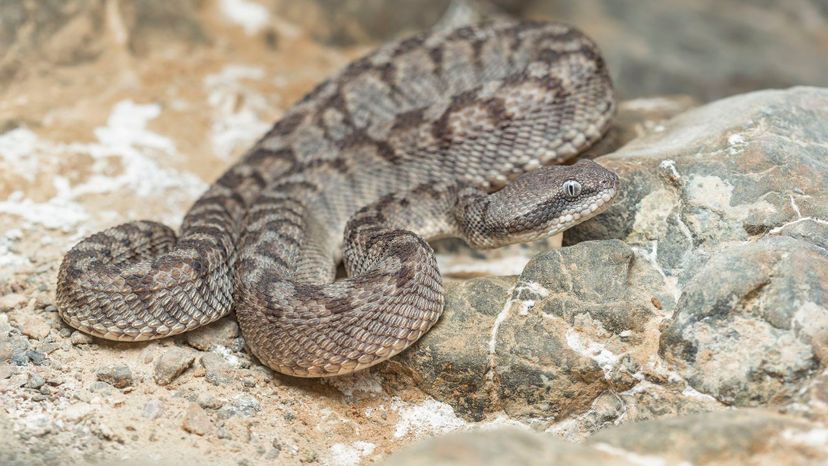 Saw-scaled Viper