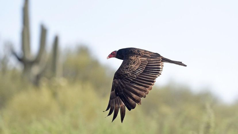 Turkey Vulture