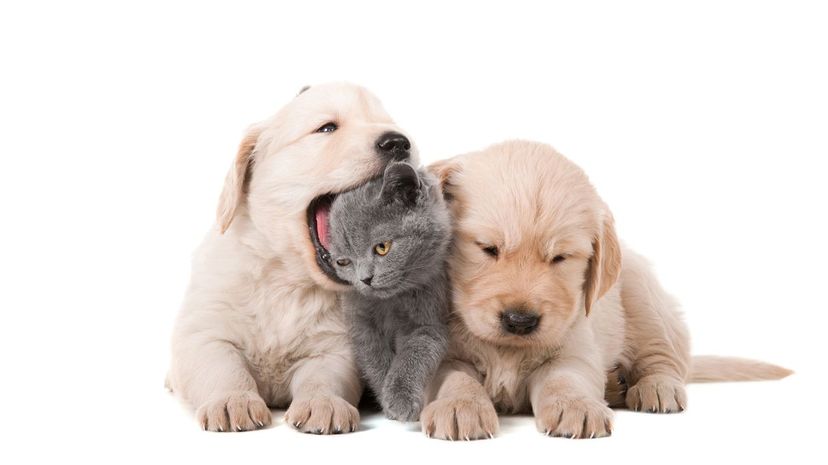 Puppies and cat