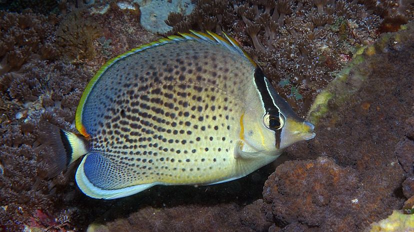 Peppered butterflyfish