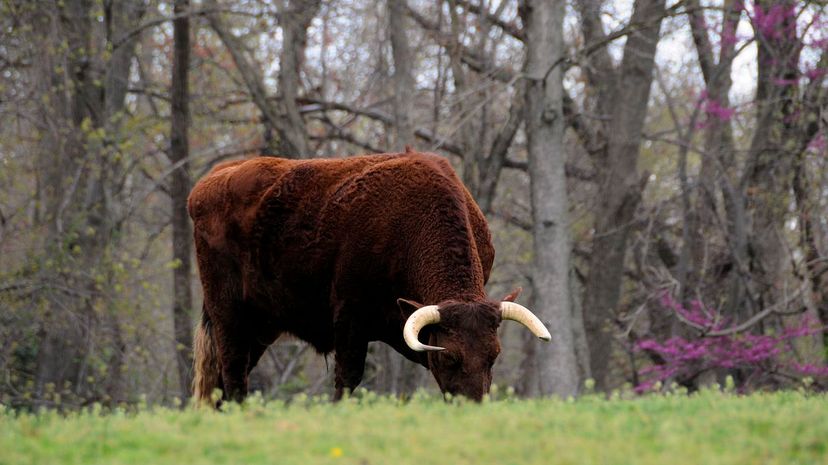 American Milking Devon