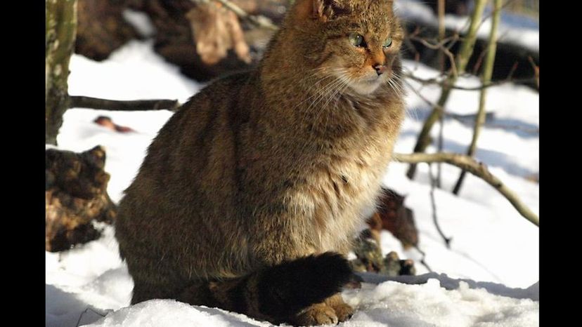 European Wildcat