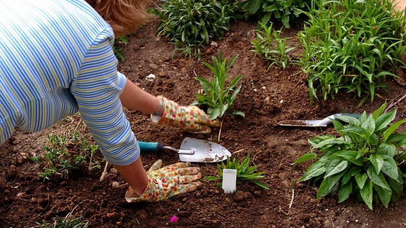 37 Gardener digging