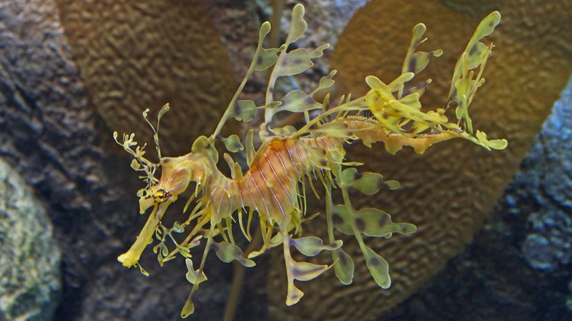 Seadragon