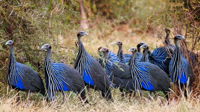 Vulturine guineafowl