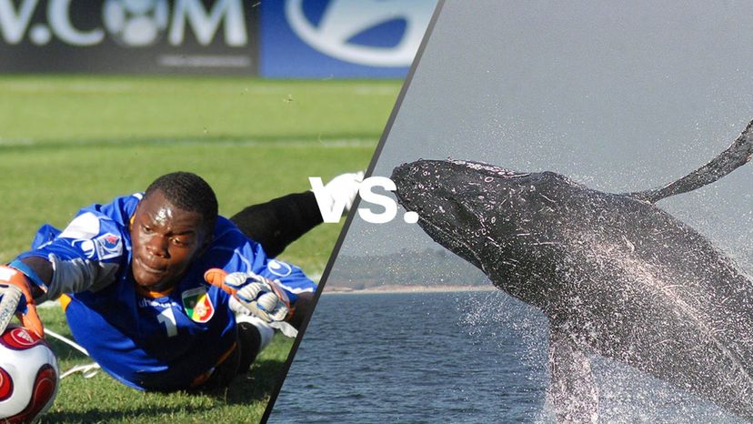 Humans vs Whales