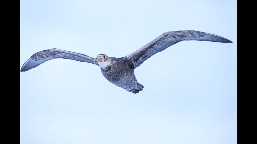 Southern giant petrel