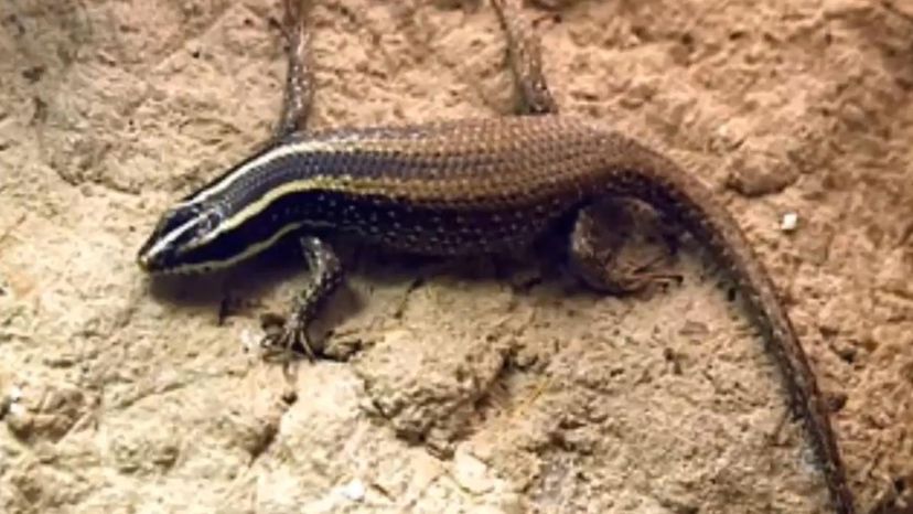 The Cape Verde Giant Skink