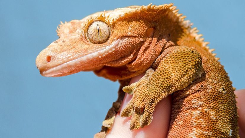 Crested Gecko