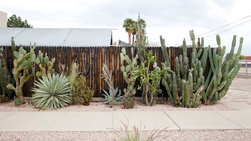 desert plants