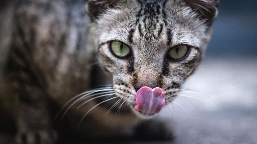 Cat tongue out