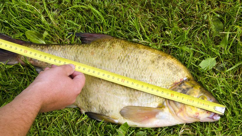 fish ruler_measuring tape