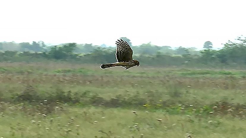 Northern Harrier