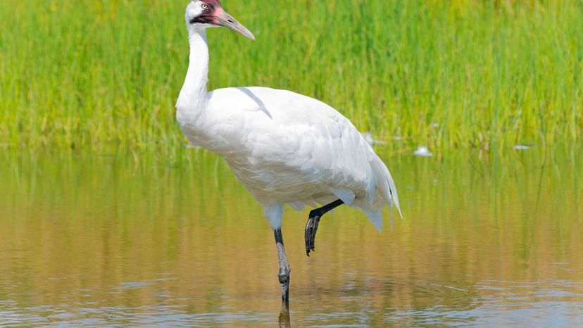 Whooping Crane