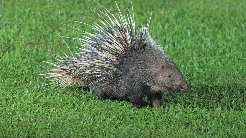 Himalayan porcupine