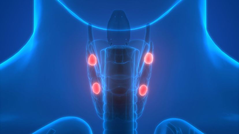 parathyroid