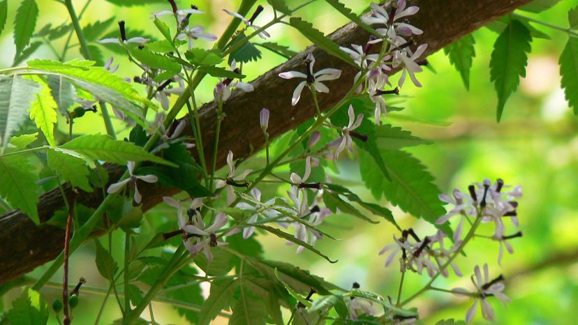 Chinaberry tree (melia azedarach)