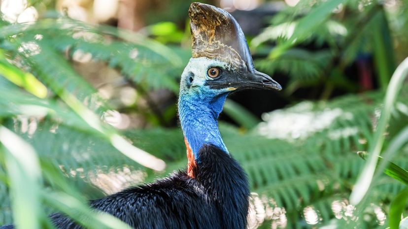 6 cassowary