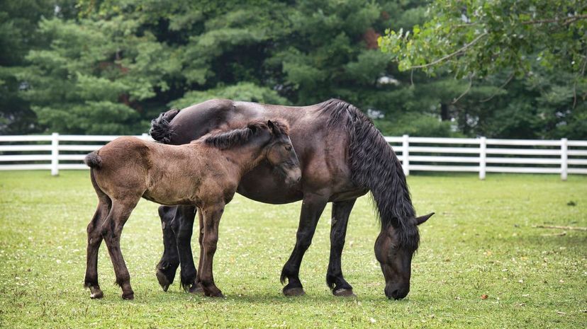 Percheron