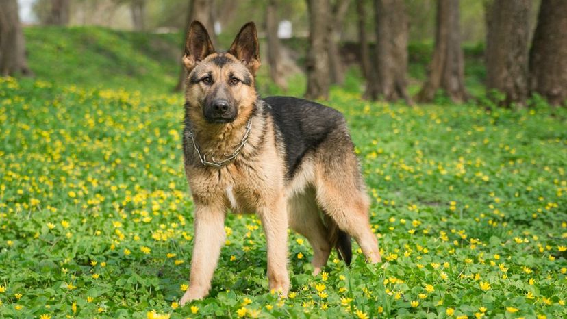 German Shepherd