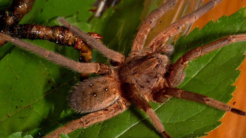 Amazon giant fishing spider