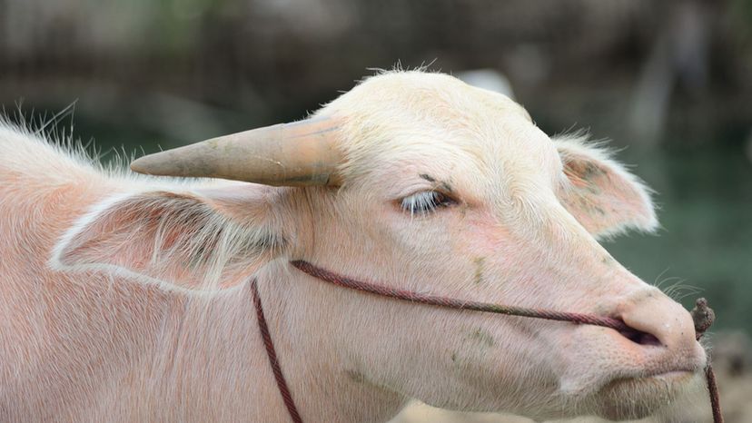 Albino Buffalo