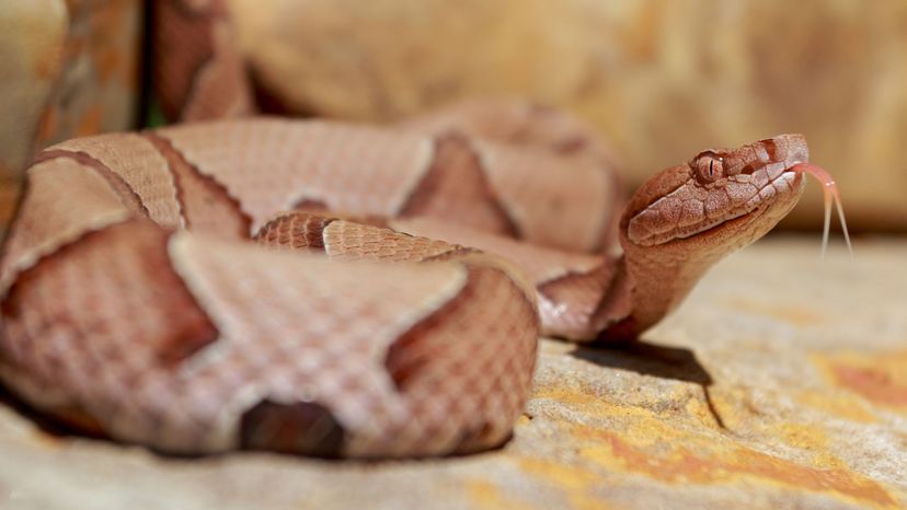 Copperhead snake