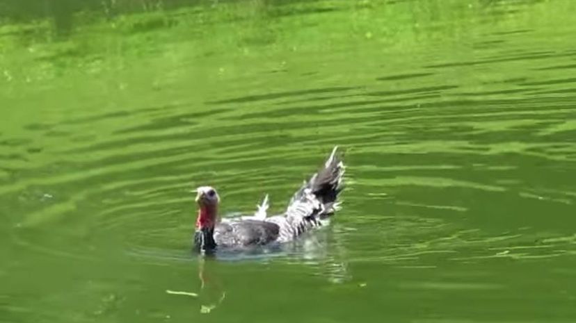 Wild Turkey swimming