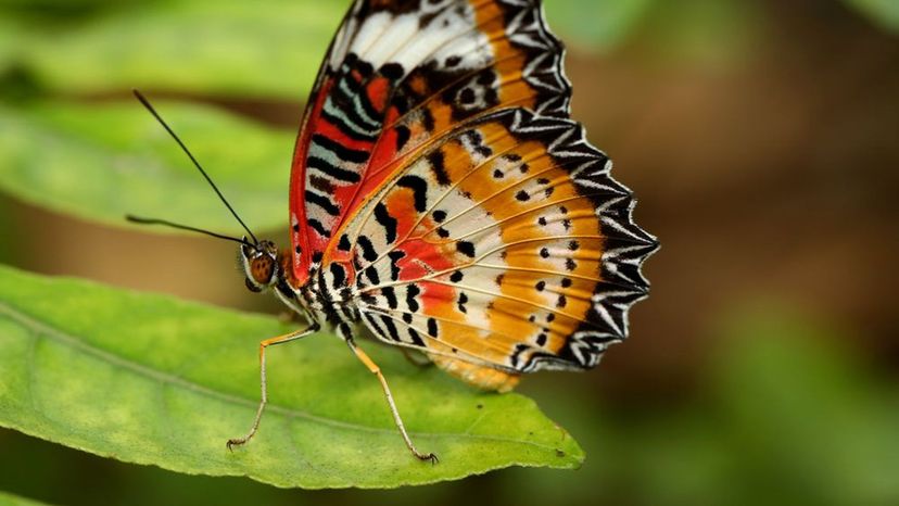 Leopard Lacewing Butterfly