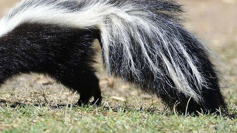 Skunk