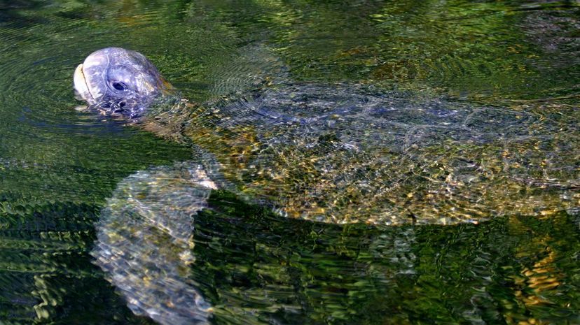 Tortuga prieta