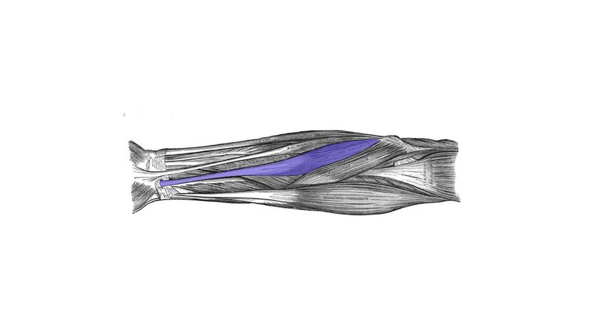 Flexor Carpi Radialis