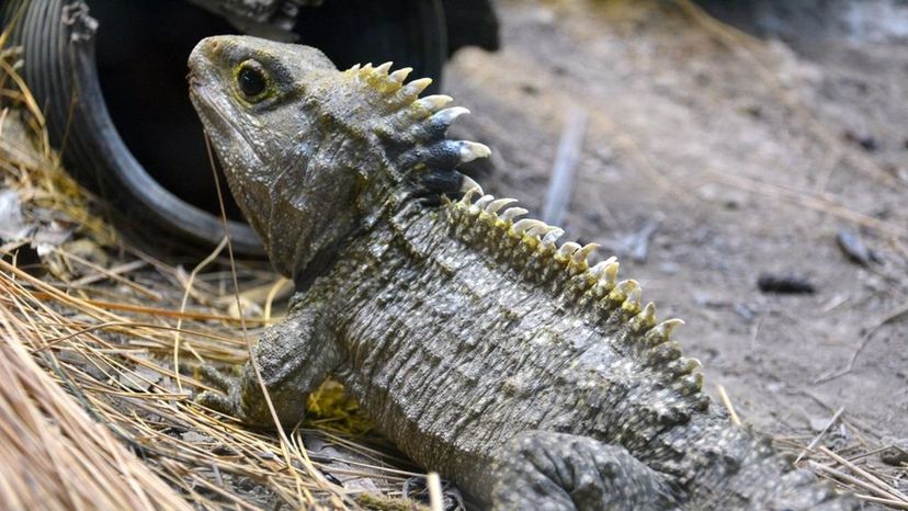 Tuatara